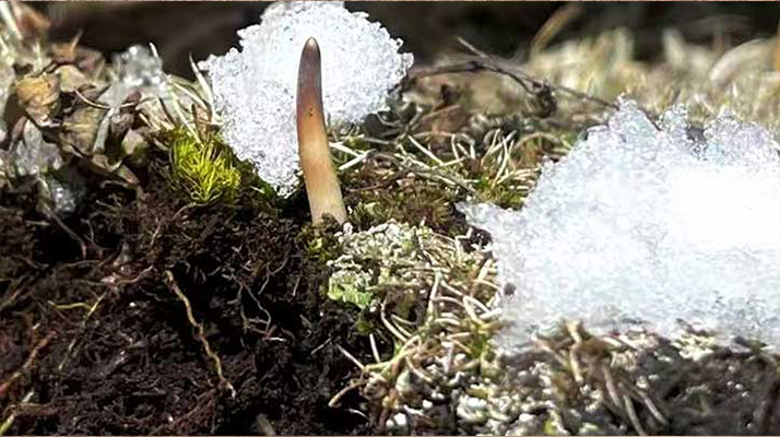 探秘雪域珍寶：最大的新鮮<a href=http://www.sdzhinong.com/ target=_blank class=infotextkey><a href=http://www.sdzhinong.com/s/nqcc/ target=_blank class=infotextkey>那曲冬蟲夏草</a></a>