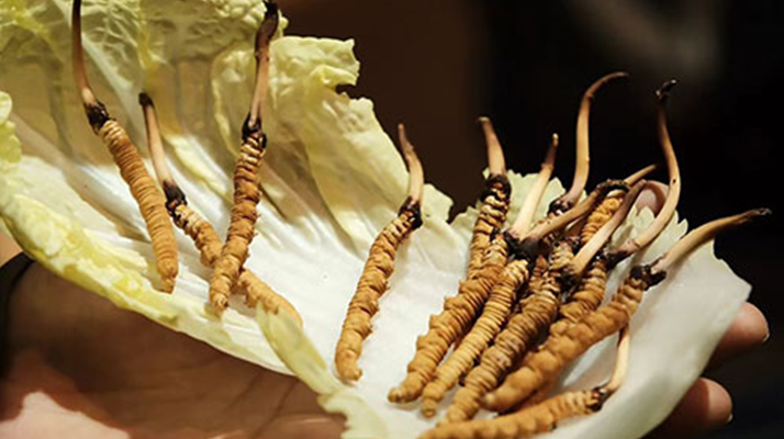 冬蟲夏草為何鮮的好？深度解析鮮蟲草的獨(dú)特優(yōu)勢