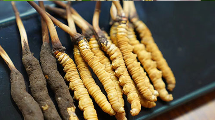 鮮冬蟲夏草什么季節(jié)最好？滋補時機大揭秘
