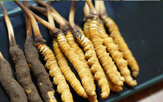 鮮冬蟲(chóng)夏草什么季節(jié)最好？滋補(bǔ)時(shí)機(jī)大揭秘
