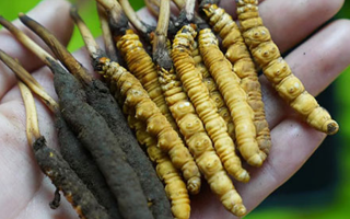 鮮冬蟲(chóng)夏草如何打粉末保存？實(shí)用指南來(lái)了