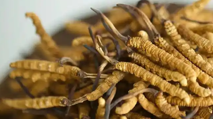 冬蟲(chóng)夏草特級(jí)多少錢(qián)一克？多因素交織下的價(jià)格探秘