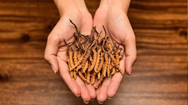 冬蟲夏草怎么食用效果好？掌握這些方法發(fā)揮最大功效