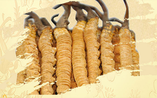 冬蟲夏草鮮草儲(chǔ)存方法