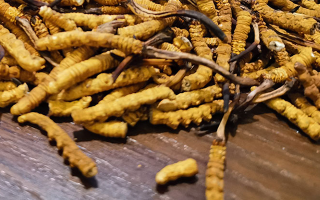 天然冬蟲夏草多少錢一克？