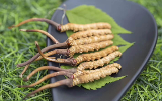 新鮮松茸冬蟲夏草怎么吃？滋補(bǔ)雙珍的美味搭配指南