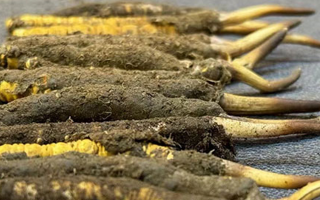 新鮮冬蟲夏草可以泡水喝嗎？正確方法與功效解析