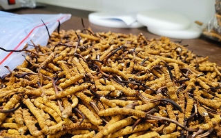 一根冬蟲夏草多少錢？解密單根蟲草的價(jià)格玄機(jī)