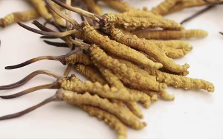 正宗冬蟲(chóng)夏草價(jià)格剖析
