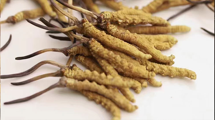 冬蟲夏草茶最佳服用指南：解鎖滋補新方式