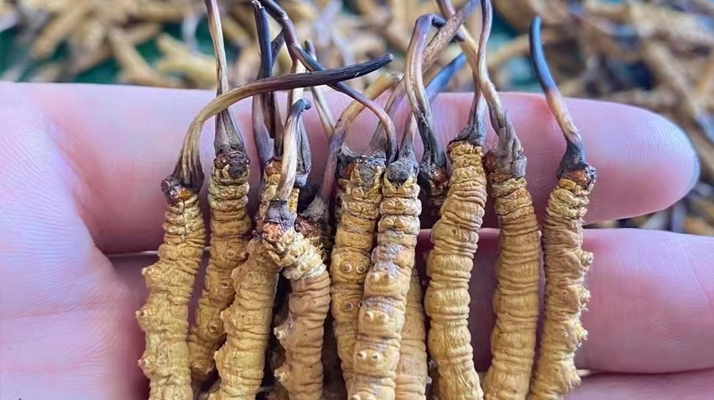 冬蟲夏草的真實(shí)形成過程