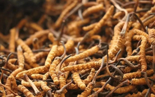冬蟲(chóng)夏草老人每天用量