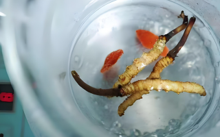 冬蟲夏草一天長(zhǎng)多少株正常？揭開“靈芝之王”的成長(zhǎng)秘密