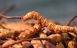 冬蟲(chóng)夏草泡酒全攻略：所需材料、選材標(biāo)準(zhǔn)與準(zhǔn)備指南