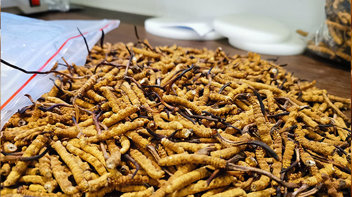 喝<a href=http://www.sdzhinong.com/yangsheng/ target=_blank class=infotextkey>冬蟲夏草的作用</a>與功效