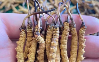 冬蟲夏草與老年人免疫力：科學(xué)調(diào)理的實用指南