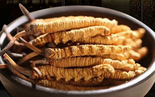 最新鮮的冬蟲夏草：產(chǎn)地、采挖與保存之辨