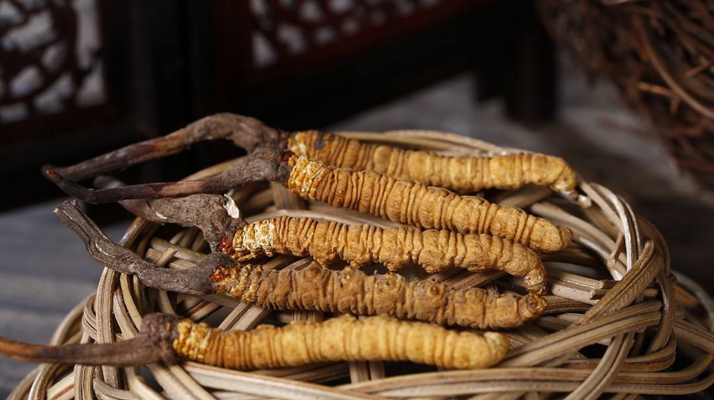 冬蟲(chóng)夏草煲湯怎么煲好喝？營(yíng)養(yǎng)與口感雙優(yōu)的實(shí)用指南