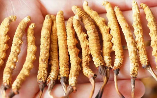 長(zhǎng)時(shí)間喝冬蟲夏草好嗎？科學(xué)視角下的利弊與飲用指南