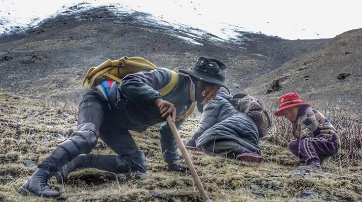 野生冬蟲夏草產(chǎn)地在哪里?核心產(chǎn)區(qū)與品質(zhì)特點解析