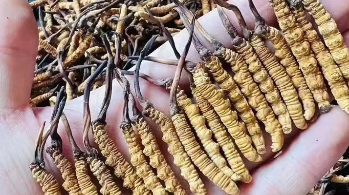 冬蟲夏草對(duì)女生的益處:從內(nèi)到外的滋養(yǎng)之道