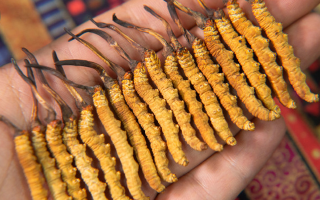 新鮮冬蟲夏草能泡酒嗎？掌握3個(gè)關(guān)鍵，滋補(bǔ)不踩雷