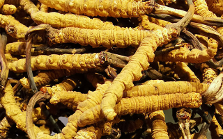 2025冬蟲夏草行情走勢圖解析:采挖季左右波動,下半年趨穩(wěn)