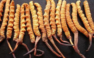  冬蟲夏草變質(zhì)啥味道？3類異味要警惕，學(xué)會辨