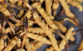 一茶杯水泡幾根冬蟲夏草？這份沖泡指南請收好