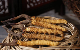 如何區(qū)別冬蟲(chóng)夏草的好壞？5 大維度鑒別優(yōu)質(zhì)蟲(chóng)草