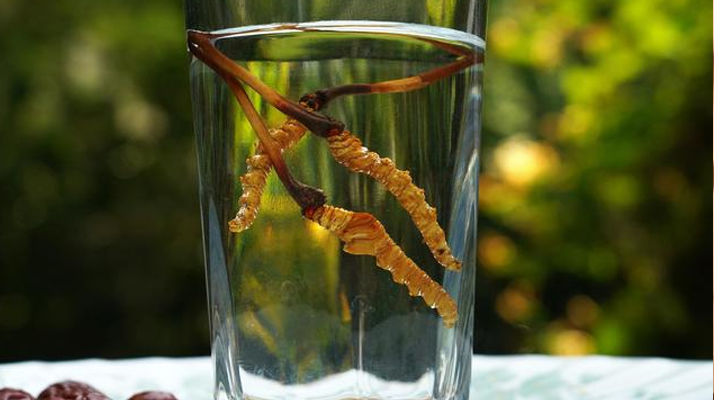 鎖陽(yáng)冬蟲(chóng)夏草泡酒 