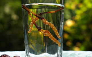 鎖陽(yáng)冬蟲(chóng)夏草泡酒：配伍原理、制作方法與飲用規(guī)范