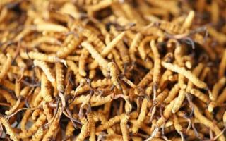 解密冬蟲(chóng)夏草頭期蟲(chóng)草：品質(zhì)優(yōu)勢(shì)與鑒別指南