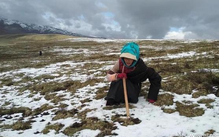 探秘冬蟲夏草:科學尋找的實用指南