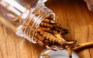 冬蟲夏草多少錢一條？2025 年單條價格換算與選購攻略