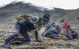 西藏哪些地方是冬蟲夏草產(chǎn)地？核心產(chǎn)區(qū)與品質(zhì)特點(diǎn)解析