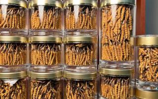 正宗冬蟲夏草能 “治” 哪些病？科學(xué)認(rèn)知其輔助調(diào)理作用