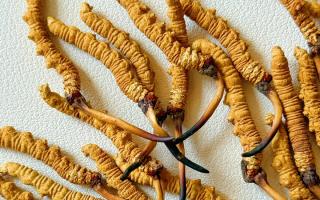 冬蟲夏草用什么鍋燉好？3 類優(yōu)質(zhì)鍋具 + 避坑指南