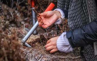 山上認冬蟲夏草：從環(huán)境到細節(jié)，4 步避開 “偽蟲草”