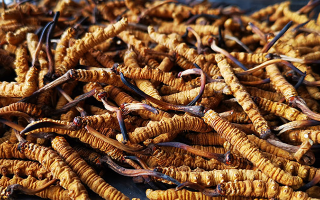 冬蟲夏草多長時間形成一根？自然孕育與人工培育的周期密碼