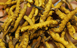 長(zhǎng)期喝冬蟲(chóng)夏草有危害嗎？認(rèn)清風(fēng)險(xiǎn)與安全邊界