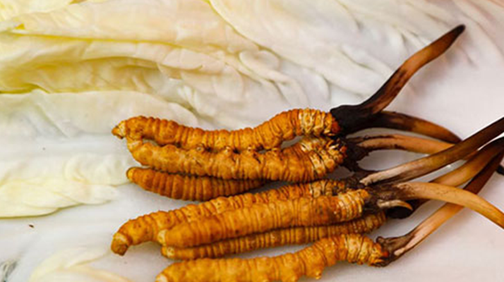 鮮冬蟲(chóng)夏草完整預(yù)處理與保存指南