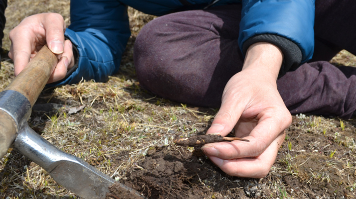  那曲冬蟲夏草的市場供需與季節(jié)周期是如何影響其交易價格的？
