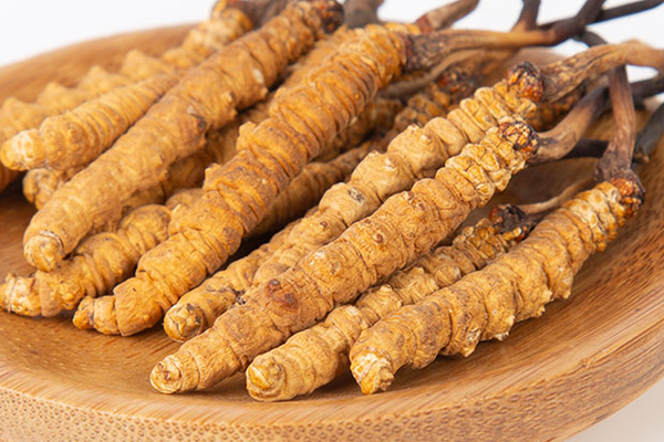  人工培育的冬蟲夏草有哪些功效和作用？