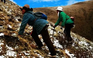  人工培育的冬蟲夏草和野生冬蟲夏草有什么區(qū)別？