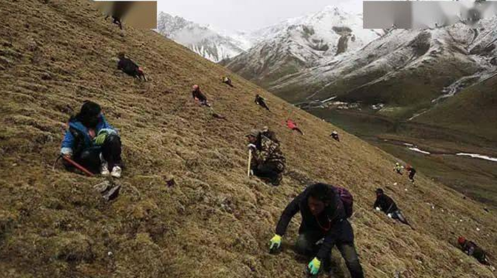 外地人能到蟲草產(chǎn)區(qū)采挖蟲草嗎？
