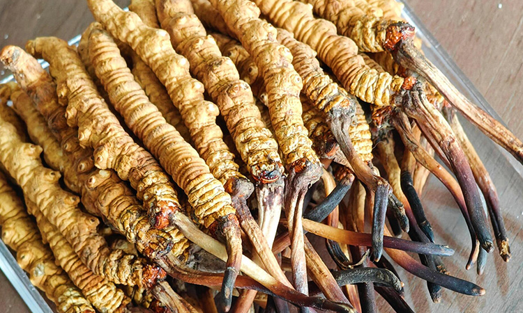 冬蟲夏草變質(zhì)是什么樣 如何區(qū)分是否變質(zhì) 變質(zhì)后能不能食用