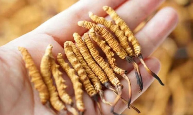 東強(qiáng)堂科普:3克冬蟲夏草是幾根