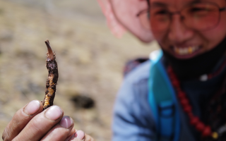  冬蟲夏草的產(chǎn)地溯源方法有哪些？
