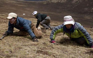 采挖冬蟲夏草危險(xiǎn)嗎？安全嗎？